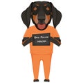 Mugshot prison clothes dog Dachshund Royalty Free Stock Photo